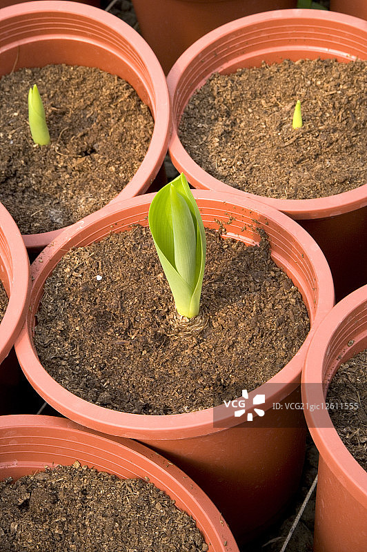 台湾,屏东,伯利恒之星图片素材