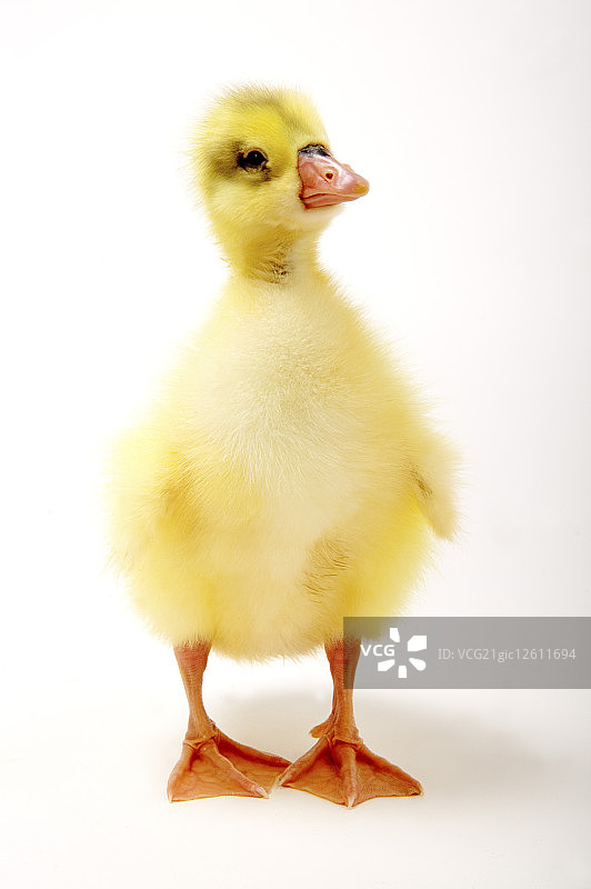 小鹅,动物,图片素材