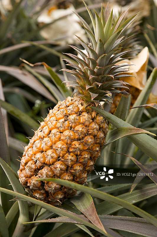 台湾,屏东,菠萝图片素材
