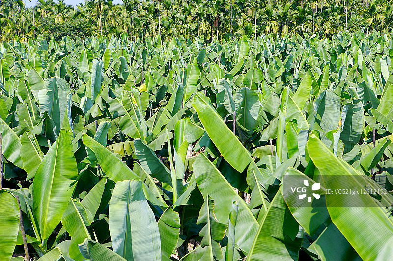 香蕉园图片素材