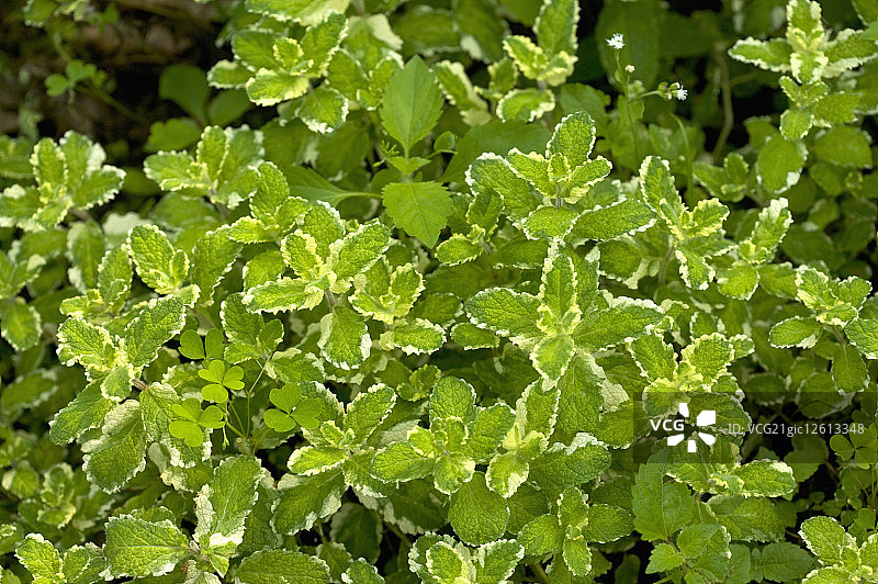 菠萝薄荷图片素材