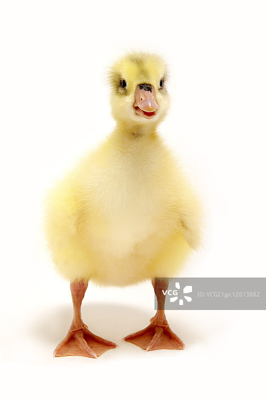 小鹅,动物,图片素材