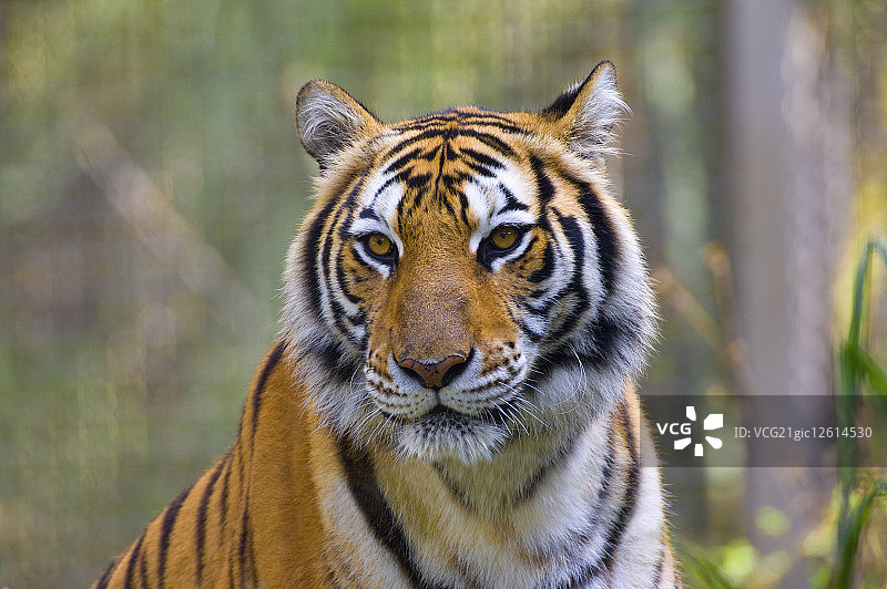 台湾,台北,台北动物园,老虎图片素材