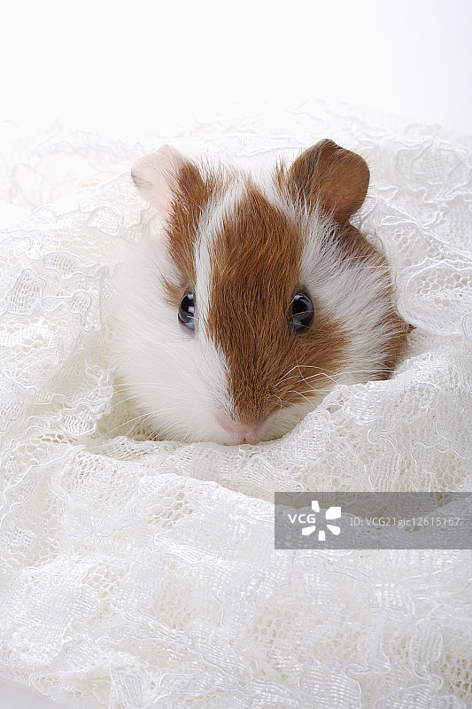 哺乳动物,老鼠,天竺鼠,图片素材