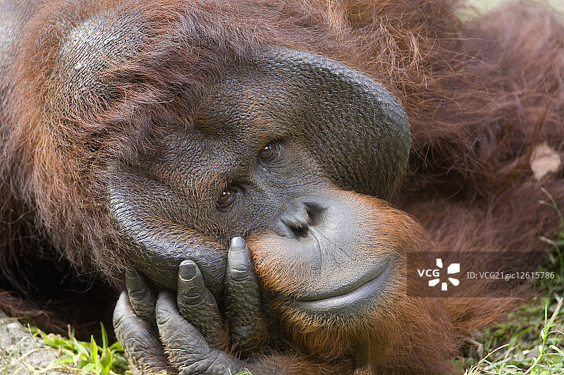 台湾,台北,台北动物园,金毛猩猩图片素材