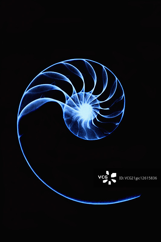 X光,贝壳图片素材