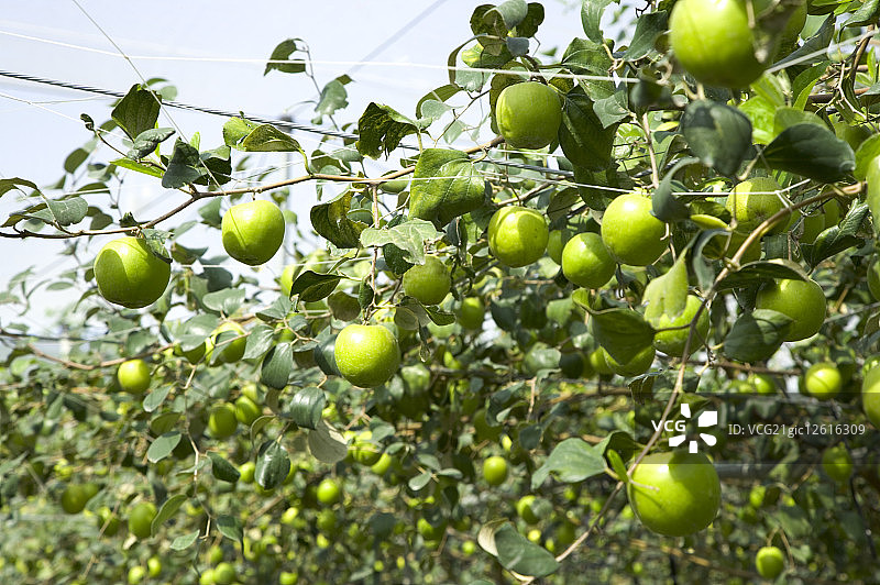 台湾,屏东,绿枣图片素材