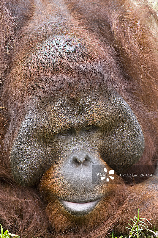 台湾,台北,台北动物园,金毛猩猩图片素材