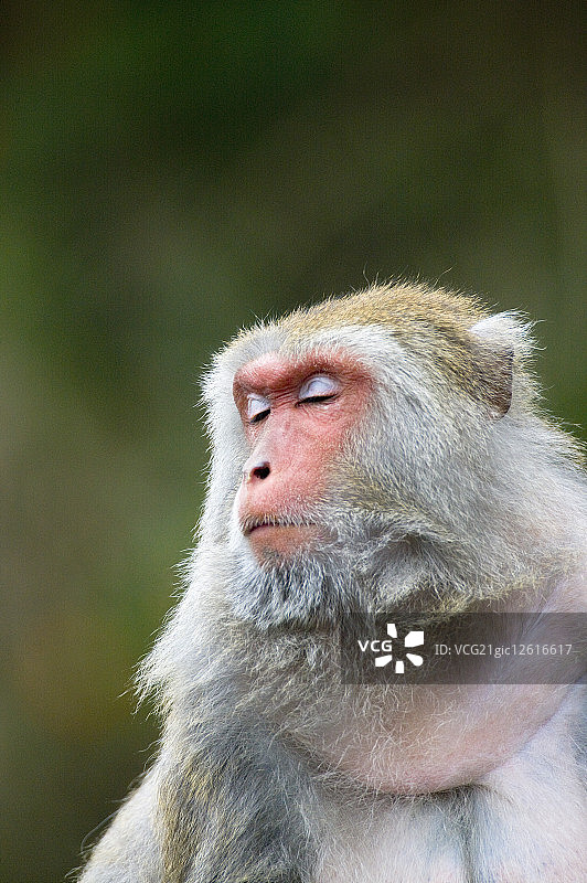 台湾,台北,台北动物园,猕猴图片素材