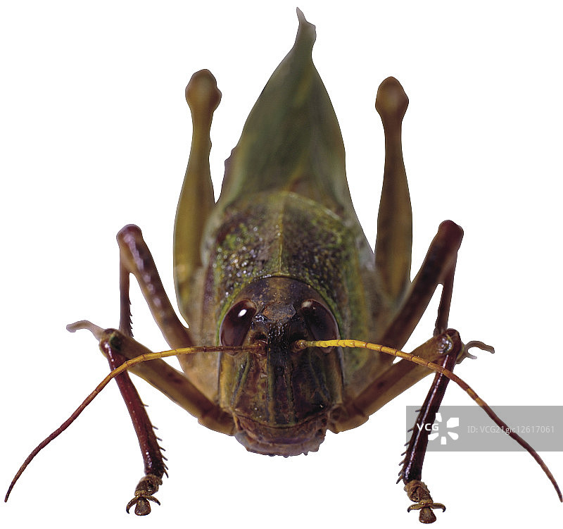 台湾大蝗虫图片素材