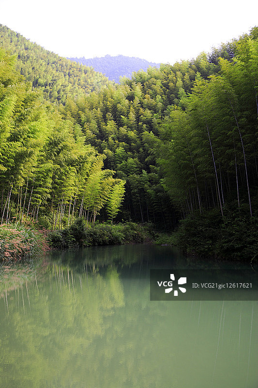 中国,安徽省,木坑竹海,竹坑,黄山风景区,竹子图片素材