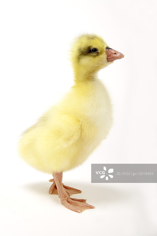 小鹅,动物,图片素材