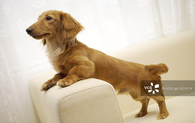 长毛腊肠狗,图片素材