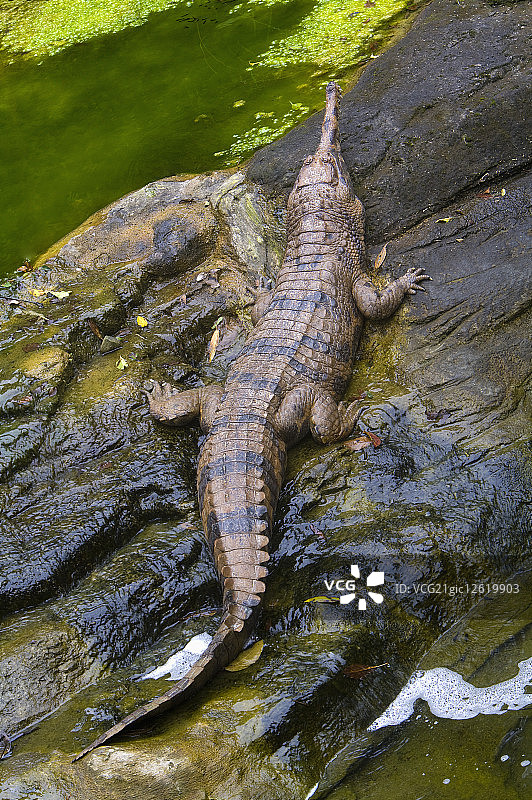 台湾,台北,台北动物园,鳄鱼图片素材