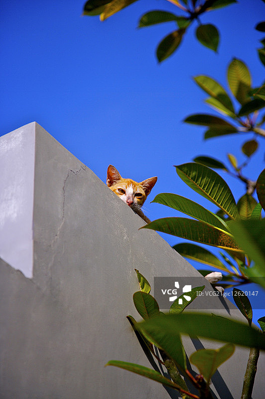 印度尼西亚,巴里岛,东南亚,亚洲图片素材