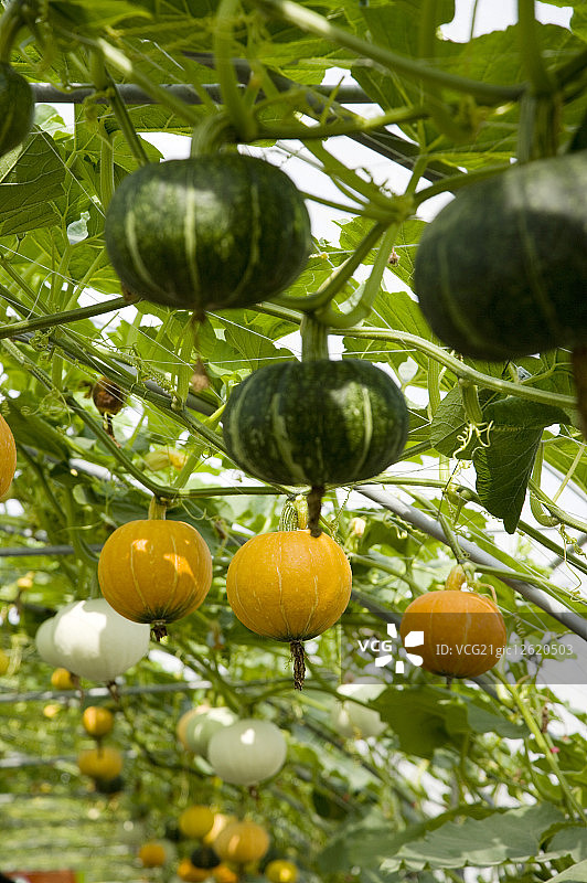 台湾,屏东,南瓜图片素材