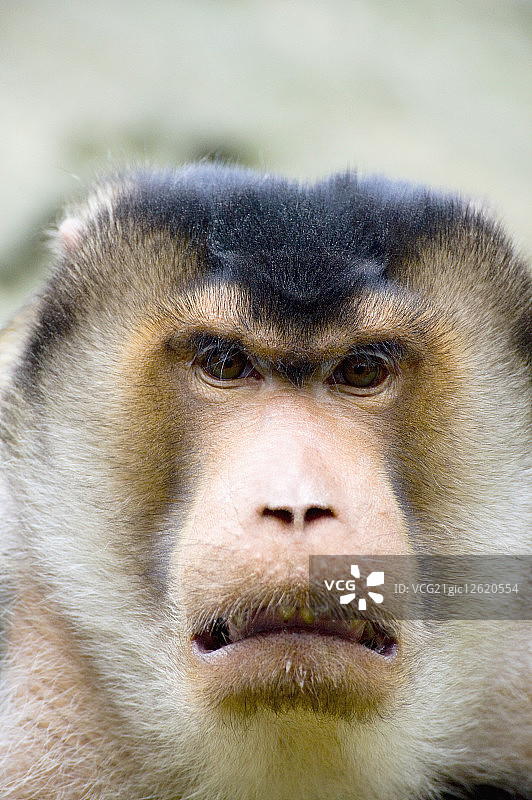 台湾,台北,台北动物园,猕猴图片素材