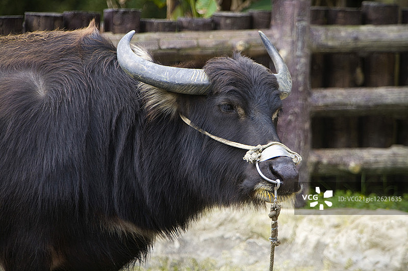 台湾,台北,台北动物园,水牛图片素材