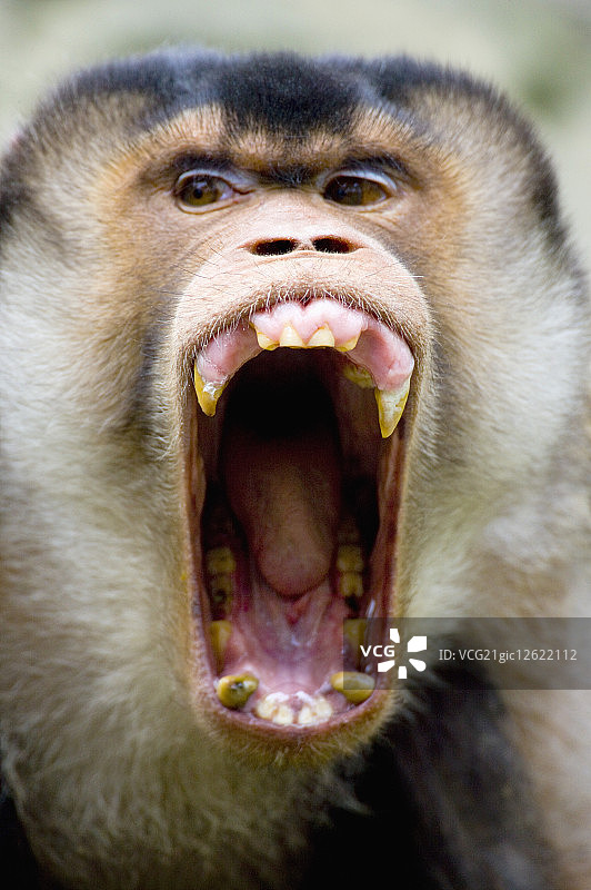 台湾,台北,台北动物园,猕猴图片素材