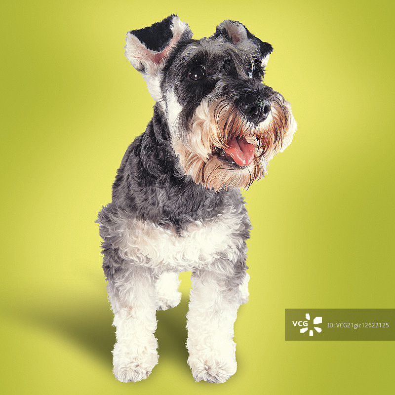 雪纳瑞图片素材