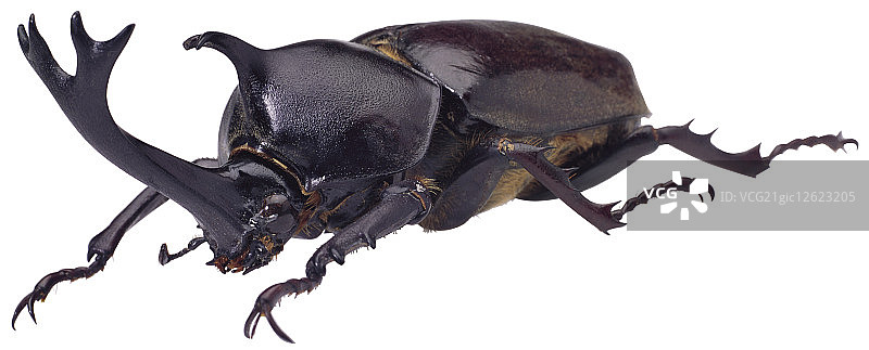 独角仙图片素材