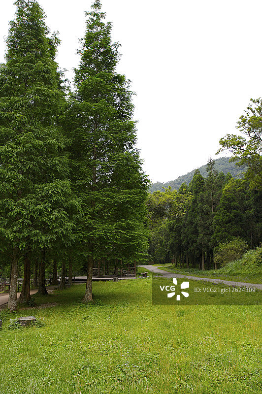 宜兰的柏树林,图片素材