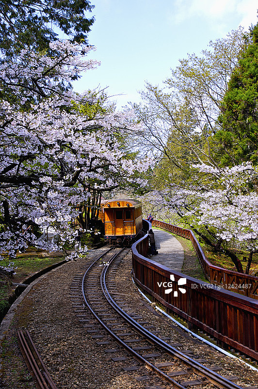 中国台湾,嘉义,阿里山风景区图片素材