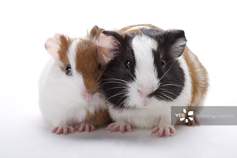 哺乳动物,老鼠,天竺鼠,图片素材