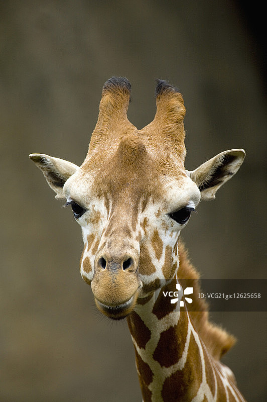 台湾,台北,台北动物园,长颈鹿图片素材