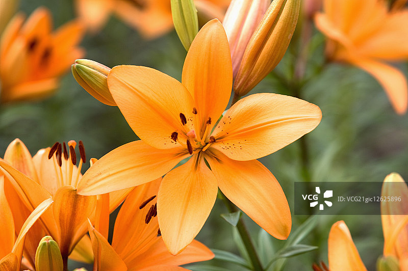 台湾,桃园县,桃源仙谷图片素材