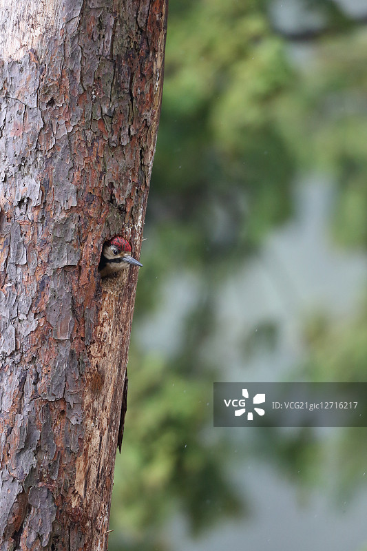 伟大的发现啄木鸟图片素材