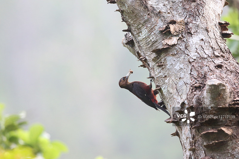 冲绳啄木鸟图片素材