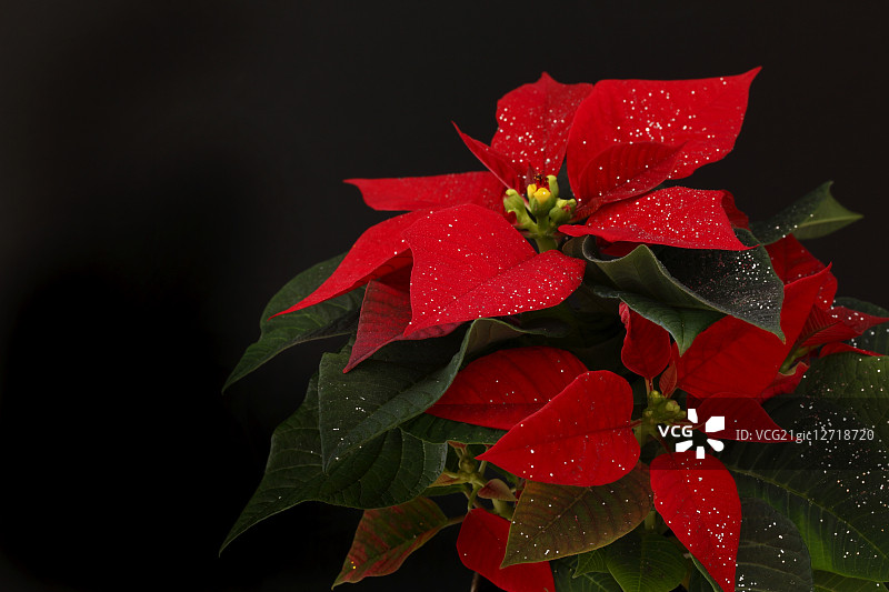 一品红图片素材