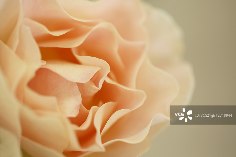 玫瑰花图片素材