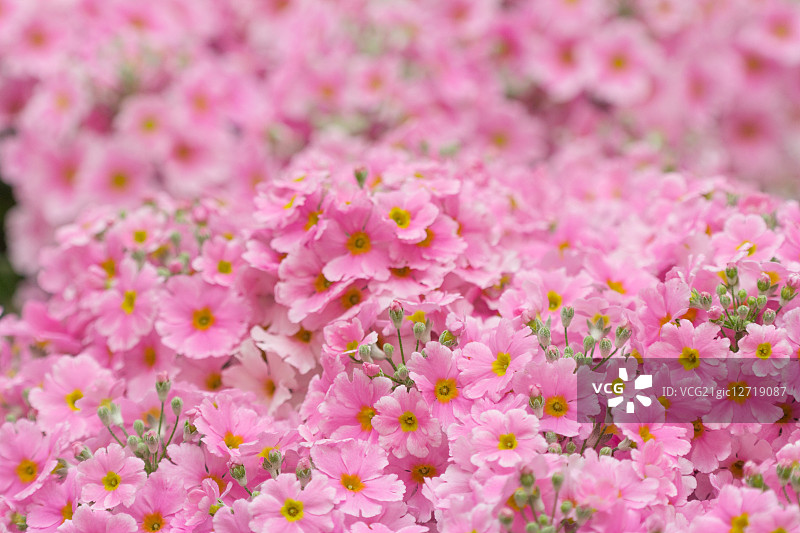 日本樱草图片素材