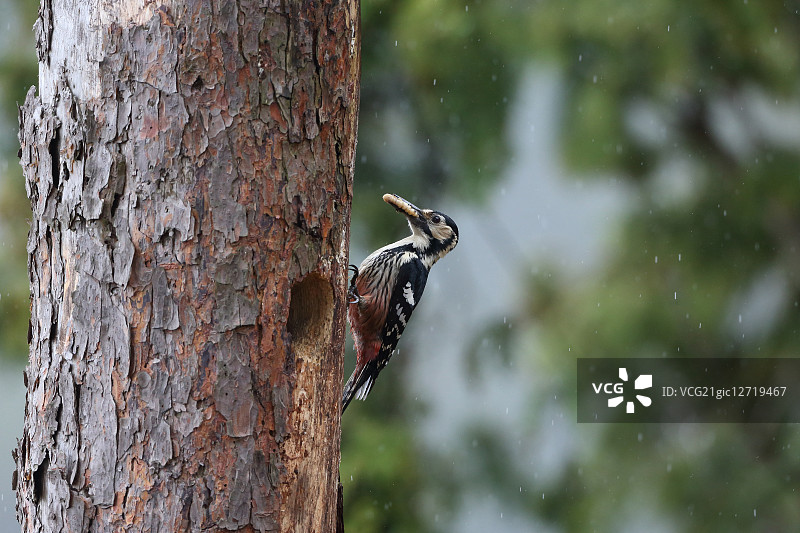 伟大的发现啄木鸟图片素材