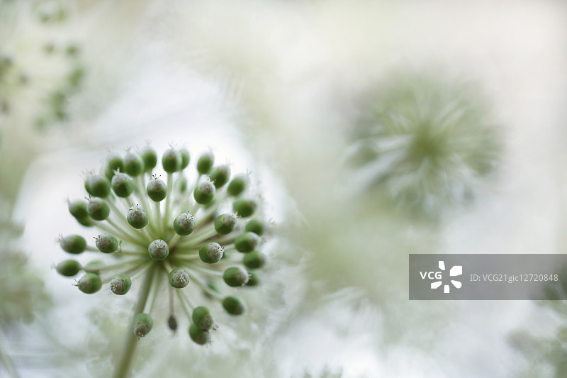 日本八角金盘图片素材