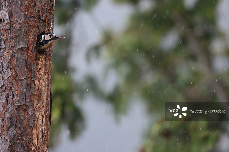 伟大的发现啄木鸟图片素材