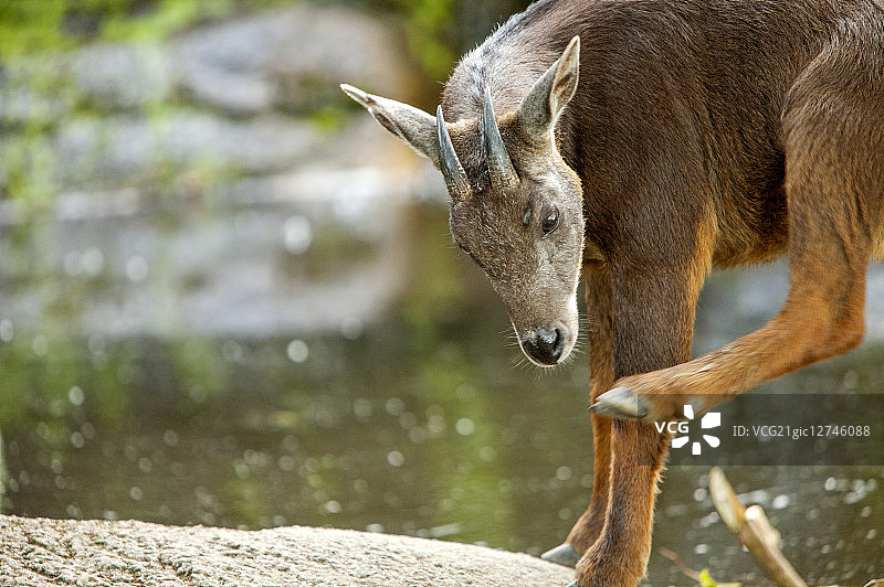 台湾长鬃山羊,保育类动物,台湾,亚洲,图片素材