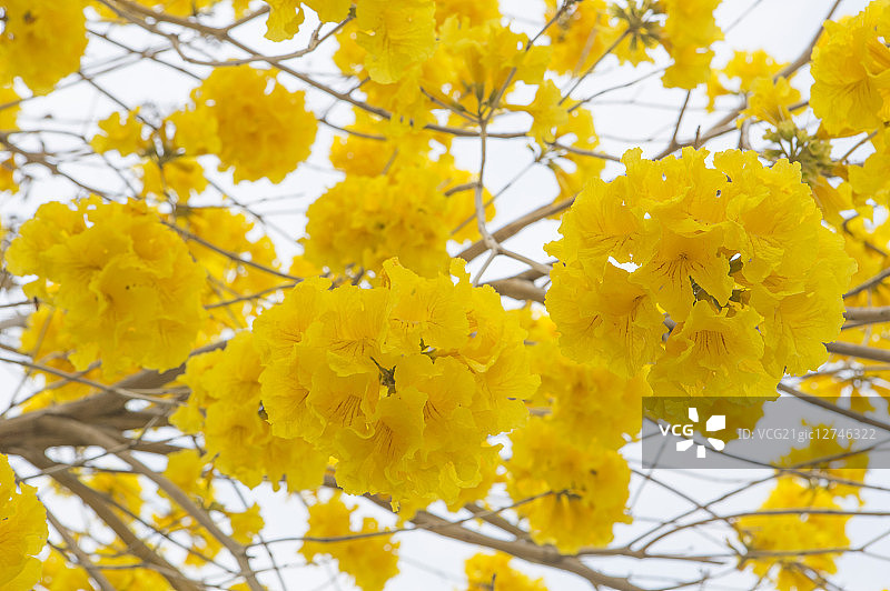 彰化,台湾,亚洲,风铃木,图片素材