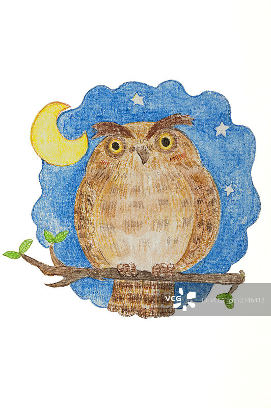 插画,猫头鹰,图片素材