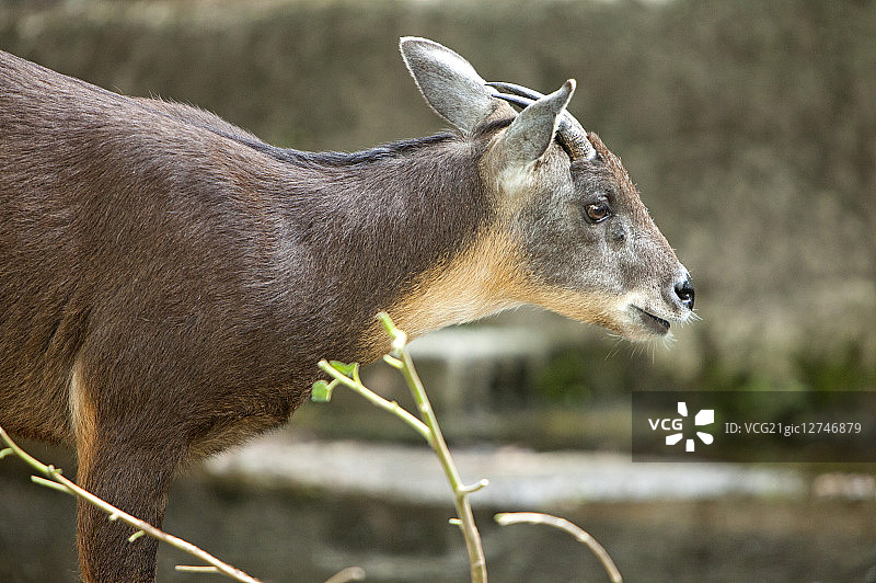 台湾长鬃山羊,保育类动物,台湾,亚洲,图片素材