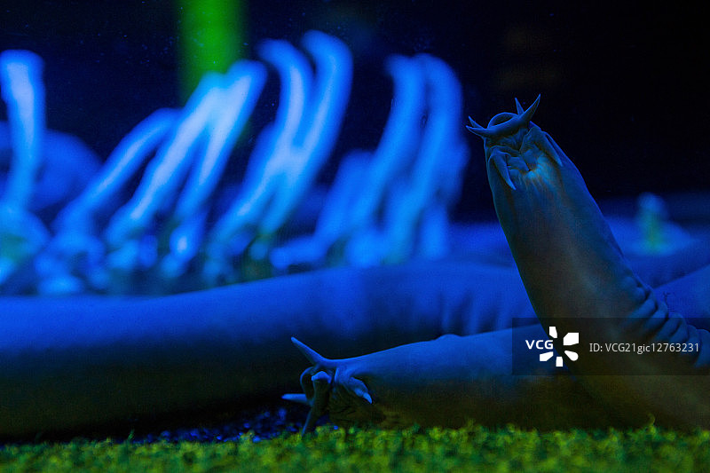 水族馆黑暗水箱中的海蛞蝓图片素材