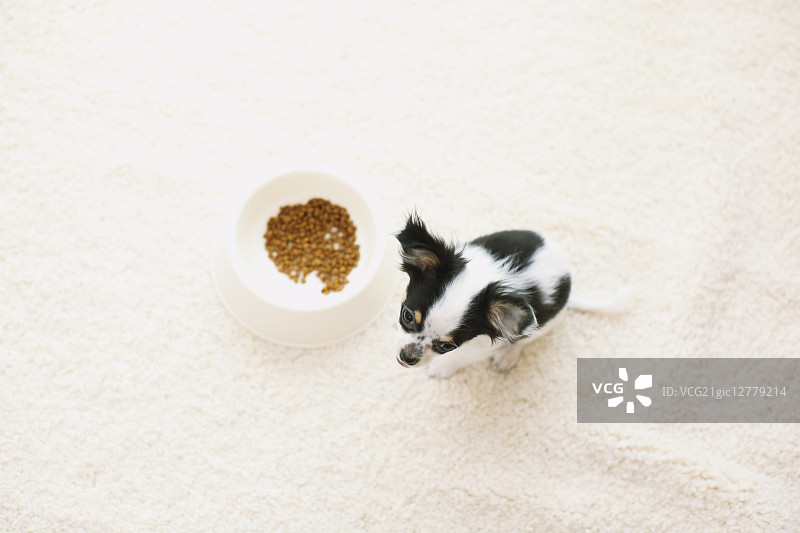 吉娃娃图片素材