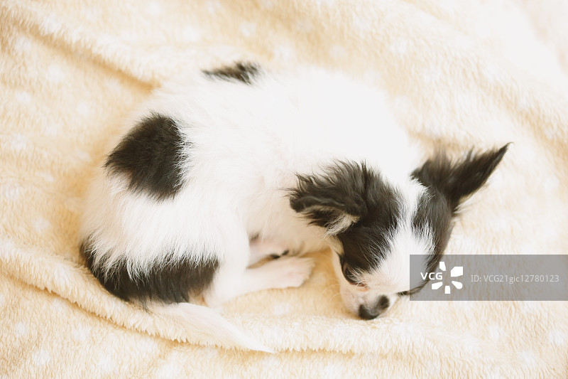 吉娃娃图片素材