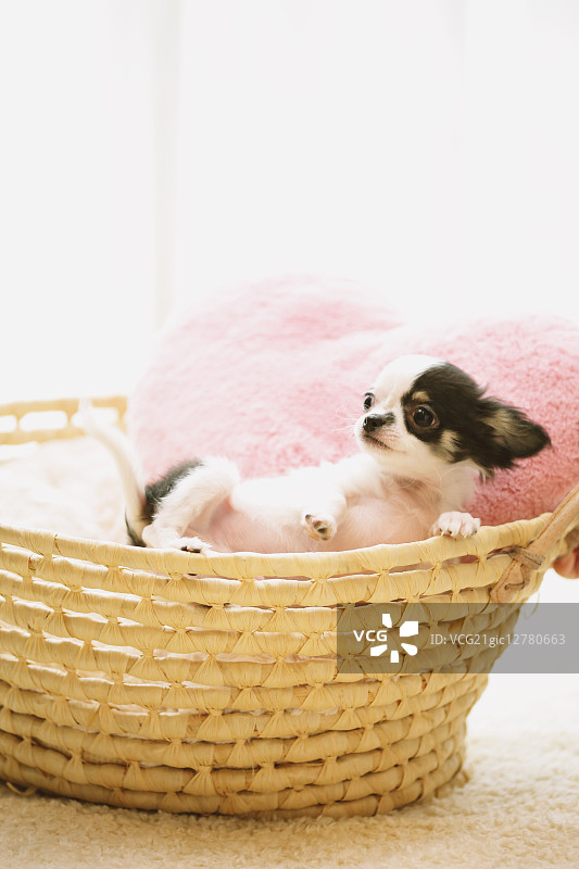 吉娃娃图片素材