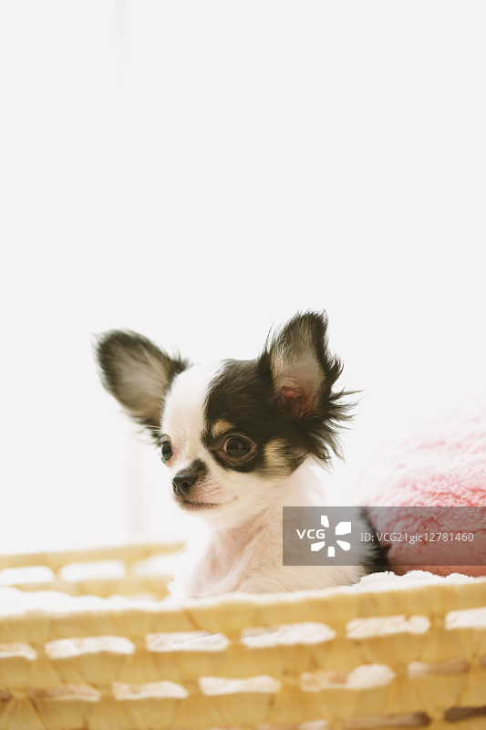 吉娃娃图片素材