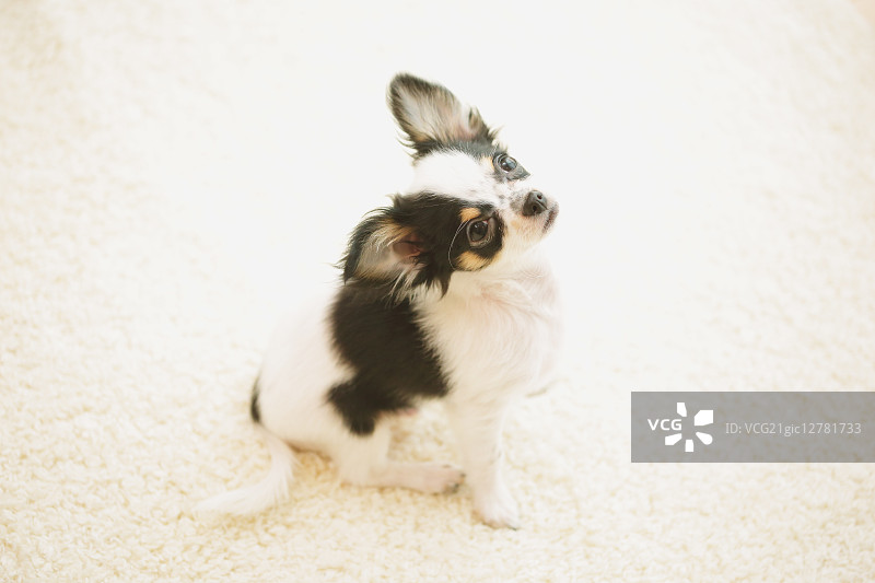 吉娃娃图片素材