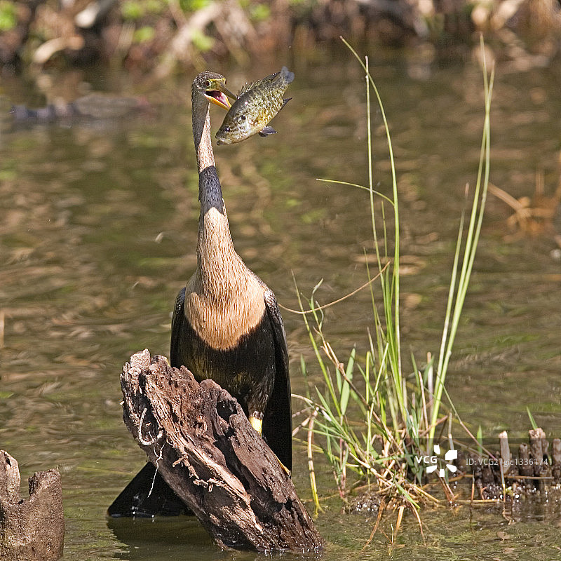 美洲蛇鹈捕鱼图片素材