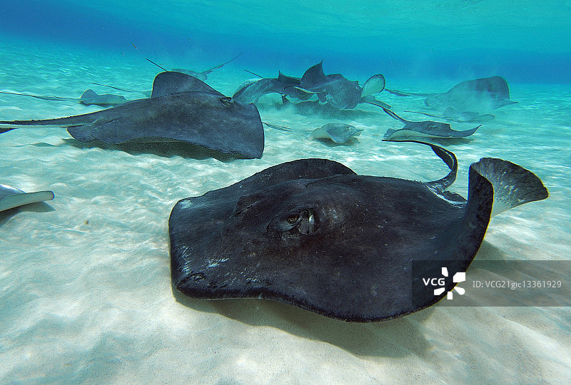 开曼群岛沙质海底的黄貂鱼群图片素材